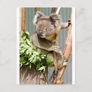 Koala Bear Postcard