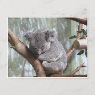 koala bear postcard
