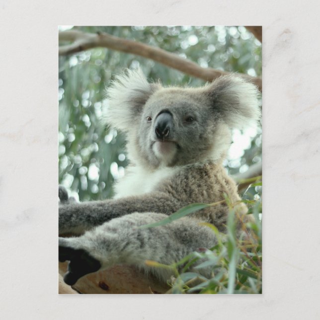 Koala Bear Postcard (Front)