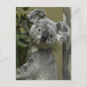 Koala Bear Postcard