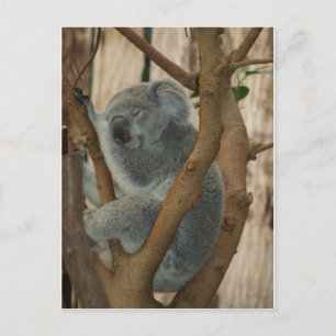 Koala Bear Postcard