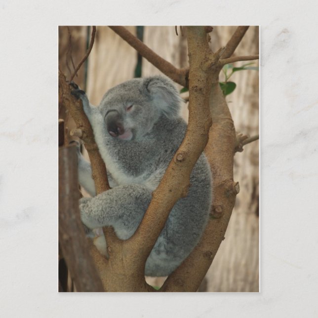 Koala Bear Postcard (Front)