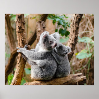 Koala bear poster