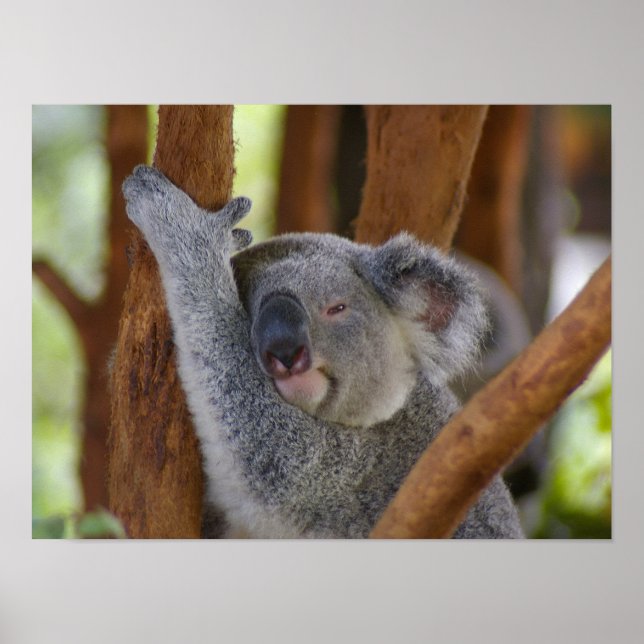 Koala Bear Poster (Front)