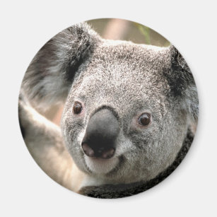 Cuddly Grey Sleeping Cute Koala Bottle Opener Fridge Magnet