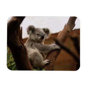 Koala Bear Sitting in Tree, Australia Magnet