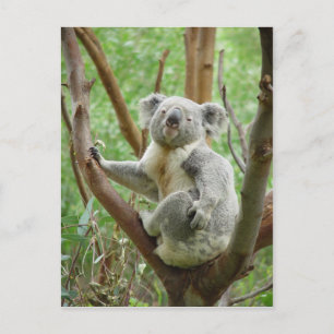Koala Bear Sitting On The Tree At Perth Zoo Postcard