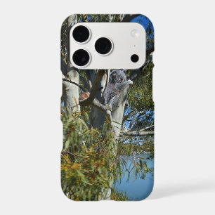Koala Bear Sleeping In Gum Tree,