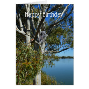 Koala Bear Sleeping In Gum Tree, Birthday