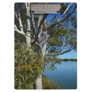Koala Bear Sleeping In Gum Tree, Clipboard