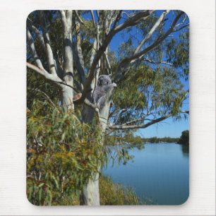Koala Bear Sleeping In Gum Tree, Mouse Mat