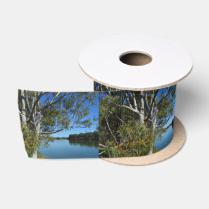 Koala Bear Sleeping In Gum Tree, Satin Ribbon