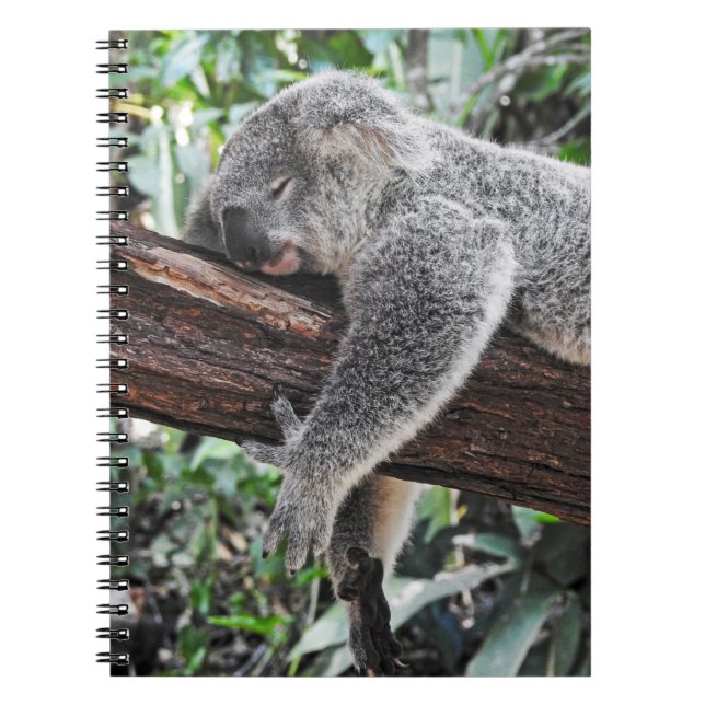 KOALA BEAR SLEEPING ON TREE NOTEBOOK (Front)
