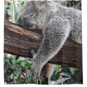 KOALA BEAR SLEEPING ON TREE SHOWER CURTAIN
