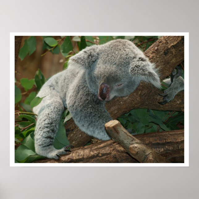 Koala Bear Sleeping Poster (Front)