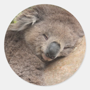Koala Bear Sleeping Stick Classic Round Sticker