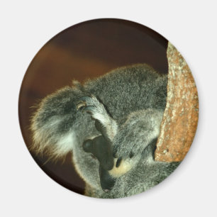 Koala Bear, Sleeping with paw over face Magnet