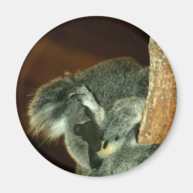 Koala Bear, Sleeping with paw over face Magnet (Front)