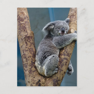 Koala Bear Sleeps Hugging A Tree Postcard