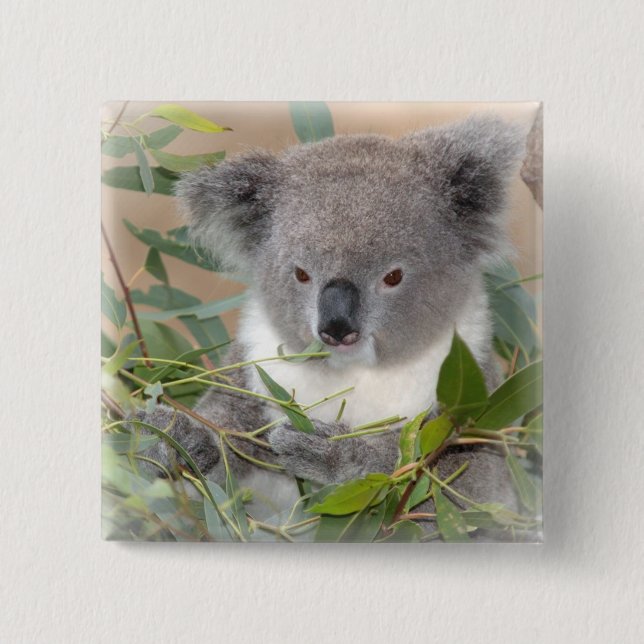 Koala Bear Square Pin (Front)
