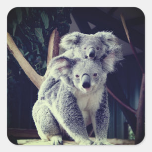 Koala Bear Square Sticker