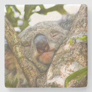Koala Bear Stone Coaster