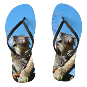 Koala Bear Time To Reflect On Life,  Flip Flops