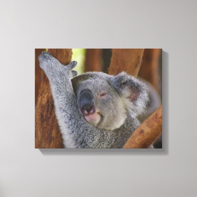 Koala Bear Wrapped Canvas (Front)