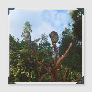 Koala Bears Asleep In Trees,