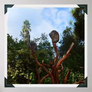 Koala Bears Asleep In Trees, Poster