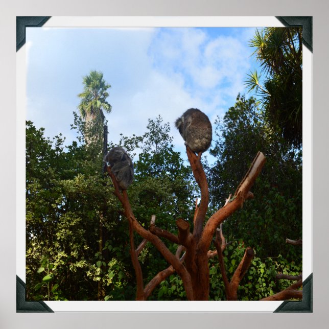 Koala Bears Asleep In Trees, Poster (Front)