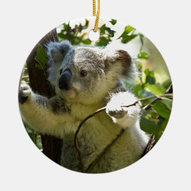 Koala Bears Aussi Outback Destiny Nature Ceramic Tree Decoration (Front)