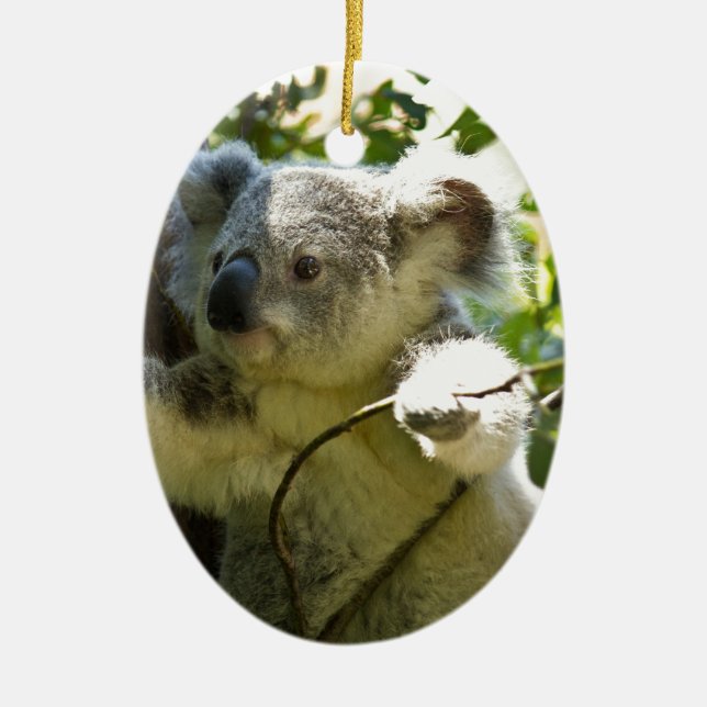 Koala Bears Aussi Outback Destiny Nature Ceramic Tree Decoration (Front)