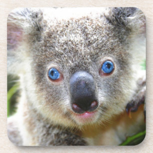 Koala Bears Coaster