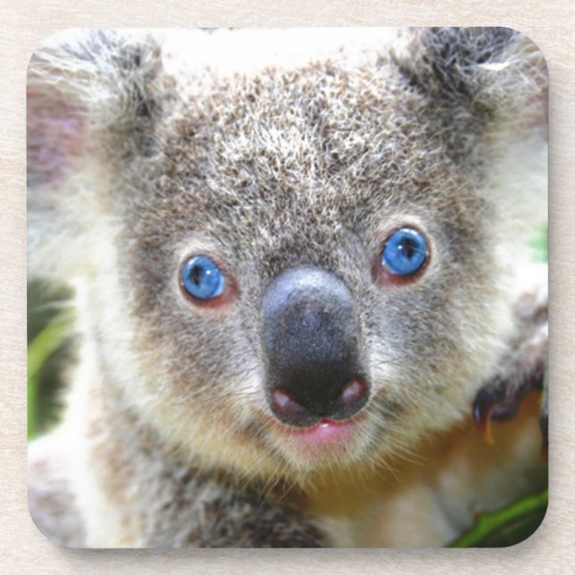 Koala Bears Coaster (Front)