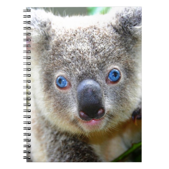 Koala Bears Notebook (Front)