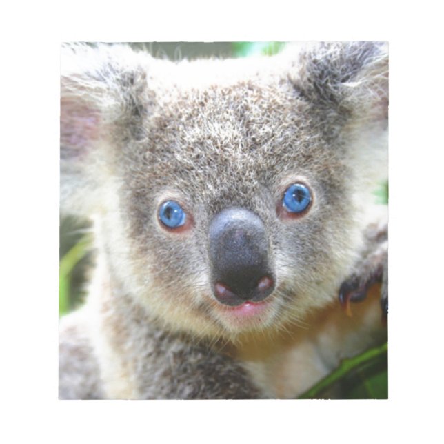 Koala Bears Notepad (Front)