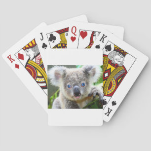 Koala Bears Playing Cards
