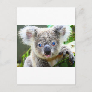 Koala Bears Postcard