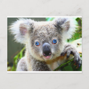 Koala Bears Postcard