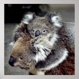 Koala Bears Poster