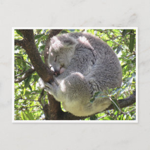 koala bundle postcard