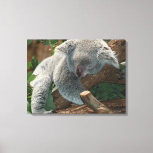 Koala Canvas Print