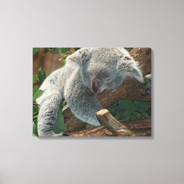 Koala Canvas Print (Front)