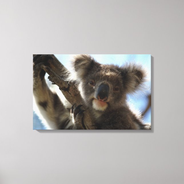 koala canvas print (Front)