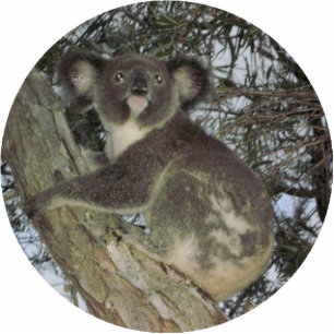 Koala Christmas Ornament Photo Sculpture Decoration