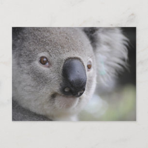 Koala Close-up Photo Postcard