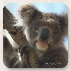 koala coaster