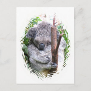 Koala Cuddle Postcard