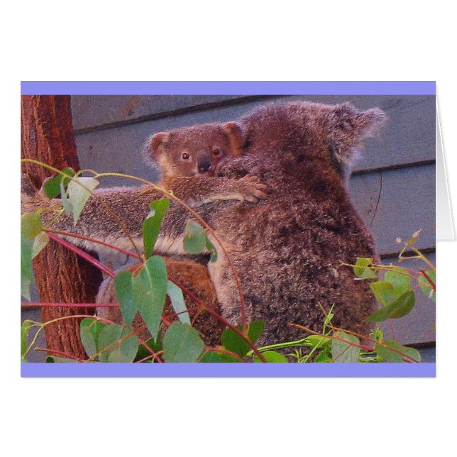 Koala cuddles (Front Horizontal)